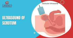 Image result for Scrotum