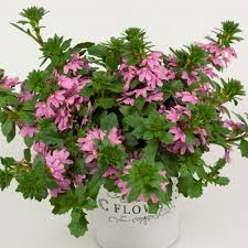 Image result for foto Vějířovka