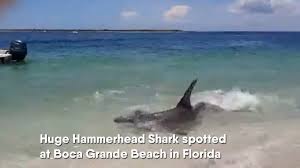 Basking shark cruise ship passengers spot giant shark. Cruise Ship Passengers Spot Gigantic Shark Video Caught On Camera Youtube