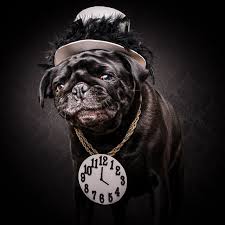 5 px = 0.13229165 cm: The Pug Life Portraits Of Pugs Posing As 80s And 90s Hip Hop Artists Petapixel