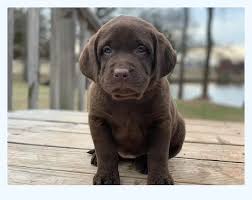 There was an error loading the page; Chocolate Lab Puppies For Sale Near Me Dog Breed