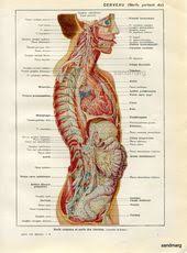 Vintage French Medical Chart Of Cranial And Visceral Nervous System Nouveau Larousse Human Anatomy In 2020 Medical Anatomy French Vintage