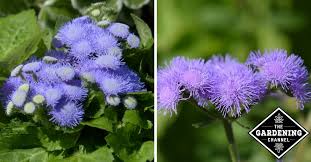 How To Grow Ageratum Floss Flower Gardening Channel