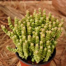 Image result for Crassula zombensis