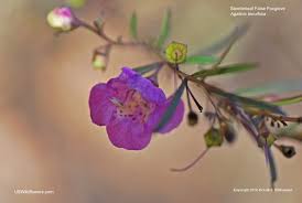 Image result for Geigeria filifolia