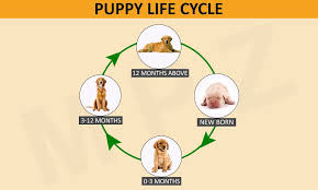 Puppy Development Stages And Growth Chart Puppies Dog
