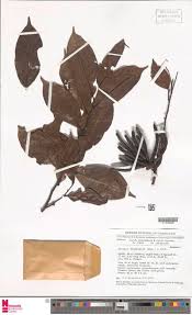 Image result for Bertiera aethiopica