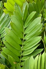 Image result for Zamiaceae