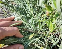Image result for lavender cuttings