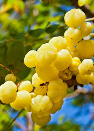 Image result for Phyllanthus udoricola