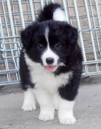 Chiots Borders Collies Border Collie Yavru Kopek Hayvan Fotografciligi