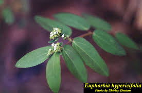 Image result for Euphorbia hypericifolia