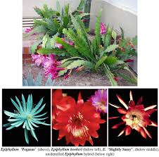 Image result for Sebaea longicaulis