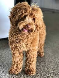 Uptown labradoodles won't shed, and they don't trigger allergic reactions like many other breeds out there. Australian Labradoodles Oregon Australian Labradoodle Labradoodle Puppy Australian Labradoodle Puppies