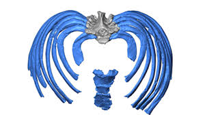 Human rib cage anatomy 3d model. Study Reconstructs Neandertal Ribcage Offers New Clues To Ancient Human Anatomy Uw News