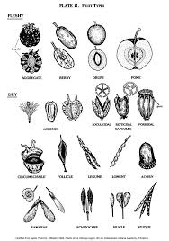 Fruit Types Examples Aggregate Fruit Raspberry Blackberry Berry Grape Drupe Apricot Cherry Peach Plum Biology Plants Botany Botanical Terms
