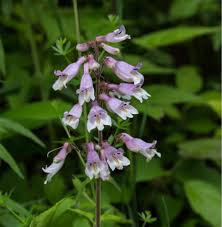 Image result for Heterotis canescens