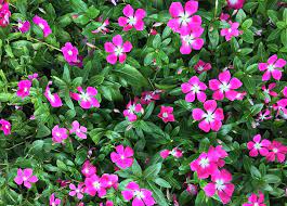 Flowers That Bloom Year Round In Florida 11 Popular Choices