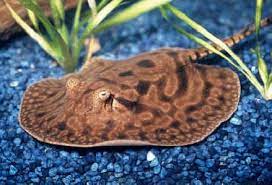 Diy Fish Tank Decorations Themes Aquascaping Fresh Water Decor Ideas Small Aquascaping Homemade Creative Aqu Aquarium Fish Tropical Freshwater Fish Pet Fish
