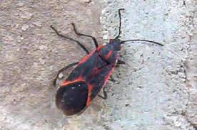 Maybe you would like to learn more about one of these? Box Elder Bugs Pest Control Canada