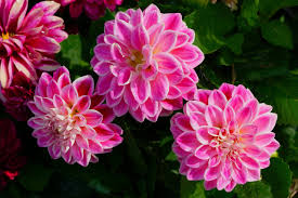 Flor Hermosa Flores Silvestres - Foto gratis en Pixabay - Pixabay