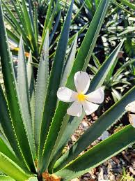 Image result for Apocynaceae subfamilies Apocynoideae and Rauvolfioideae