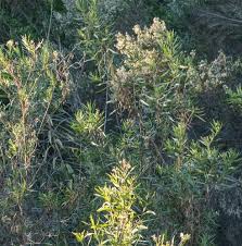 Image result for Maerua salicifolia