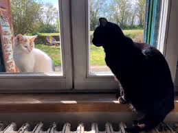 Shed no more for cats? Cats Can Transmit The Coronavirus To Each Other But They Probably Won T Get Sick From It The New York Times