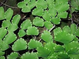 Image result for Adiantum
