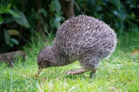 Little spotted kiwi - Wikipedia