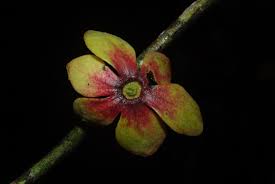 Image result for isolona lebrunii