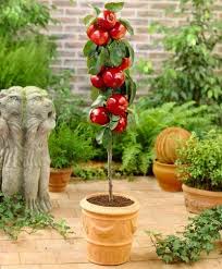 Learn all about how to grow apple trees in the growing guide. Pin Auf Outdoor Life