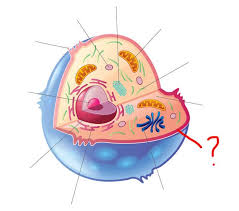 Chloroplasts, the cell wall, and vacuoles. Most People Can T Identify 10 12 Of The Parts Of A Cell Can You