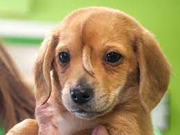 Golden retriever puppies pittsburgh rescue. Rescue Unicorn Puppy Doesn T Notice Tail Growth On Head Americas Gulf News