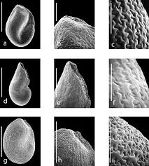 Image result for Antherotoma senegambiensis