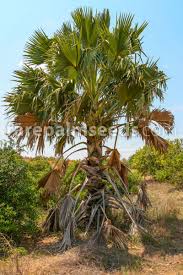 Image result for Borassus