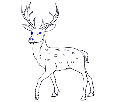 I draw the short transitional parts; How To Draw A Deer In A Few Easy Steps Easy Drawing Guides