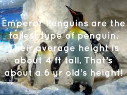Lots of math's to do! Emperor Penguins By Jamie Barrett