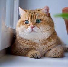 52 5k likes 292 comments hosico cat hosico cat on instagram happy december anak kucing lucu anak kucing kucing lucu