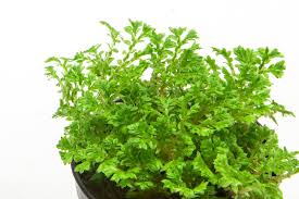 Image result for Selaginella kivuensis