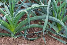 Growing leeks is traditionally a dirty business, but hydroponics is about to change all that. How To Grow Leeks Gardener S Path