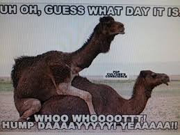 Hump Day Camels Hump Day Humor Funny Animal Pictures Silly Memes