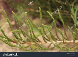 Image result for Sarcocornia