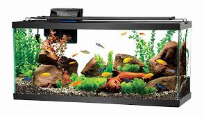 Diy aquarium decorations update hey everyone, today i am showing you the almost finished product of my diy lava rock. Fish Compatibility How To Build A Peaceful Community Fish Tank