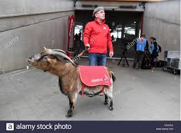 Auf dieser seite findet ihr vor jedem spieltag die voraussichtliche aufstellung für 1. Der Deutsche Fussballclub 1 Fc Koln Maskottchen Der Billy Ziege Hennes Viii Mit Seinem Fuhrer Ingo Reipka In Der Team Stadion In Koln Deutschland 4 Marz 2017 Das Tier Wird Zehn Auf Der 10 03 17