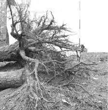 Pdf Root System Development In Douglas Fir Pseudotsuga Menziesii Mirb Franco On Fertile Sites Semantic Scholar