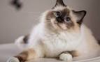 Birman cat price range. Birman kittens for sale cost. Best ...