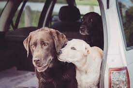 What To Do If Your Dog Hates Other Dogs Petbarn