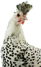Where can i buy malay chickens in the us? Chickens For Sale