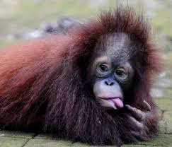 This series examines the nature of cuteness and how adorability helps some animal species to survive and. Pin By Catia Rodrigues On Baby Orangutans And Friends Baby Orangutan Orangutan Animals Beautiful